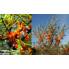 Šaltalankis (savid.) - Hippophae rhamnoides FRIESDORFER ORANGE