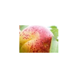Paprastasis abrikosas DZINTARS - Prunus armeniaca  P28C