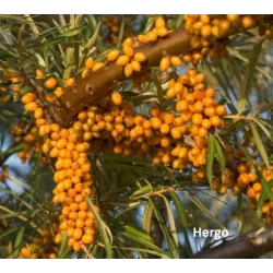 Sea Buckthorn - Hippophae rhamnoides HERGO