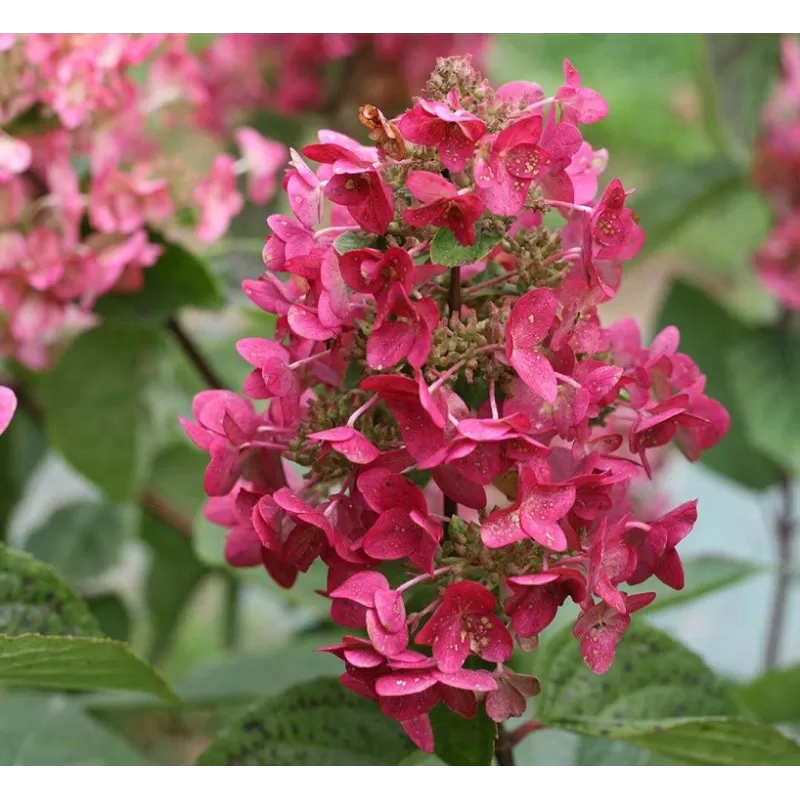 Hydrangea paniculata MEGA MINDY