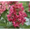 Hydrangea paniculata MEGA MINDY
