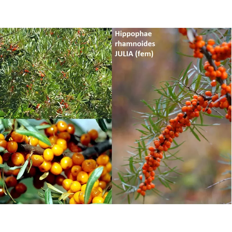 Šaltalankis(mot.) - Hippophae rhamnoides JULIA
