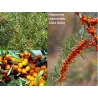 Šaltalankis(mot.) - Hippophae rhamnoides JULIA