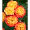 Rožė - Rosa RUMBA ®