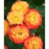 Rožė - Rosa RUMBA ®