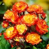 Rožė - Rosa RUMBA ®