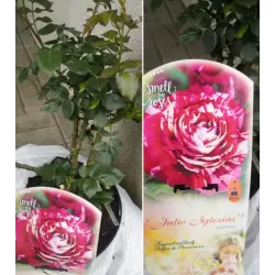 Rožė - Rosa JULIO IGLESIAS ®
