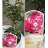 Rosa JULIO IGLESIAS ®