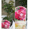 Rožė - Rosa JULIO IGLESIAS ®