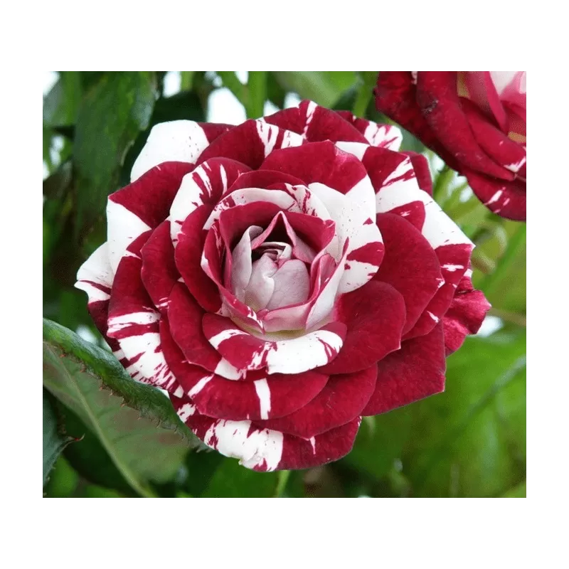 Rosa JULIO IGLESIAS ®