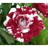 Rosa JULIO IGLESIAS ®