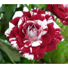 Rožė - Rosa JULIO IGLESIAS ®