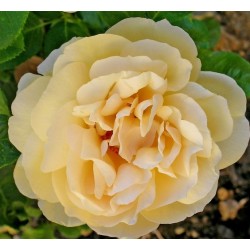 Rožė - Rosa MICHELANGELO ® 