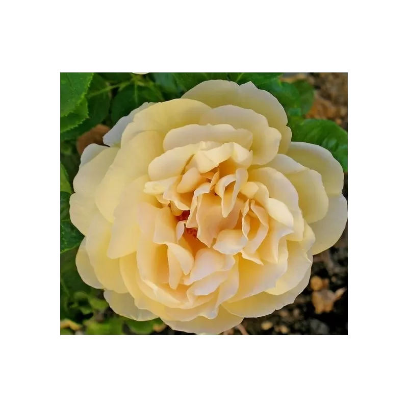 Rosa MICHELANGELO