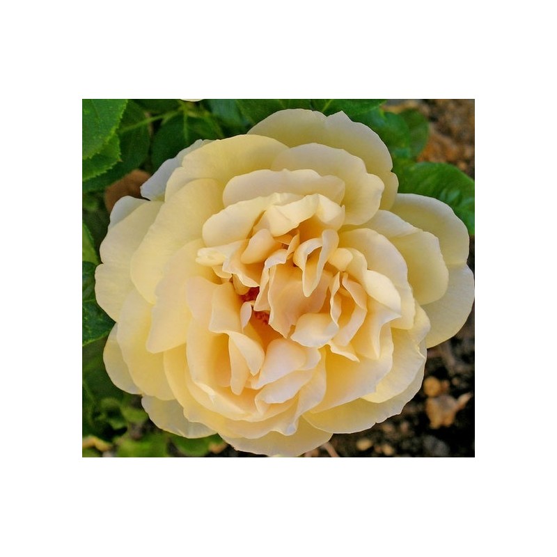 Rožė - Rosa MICHELANGELO ®