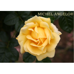 Rožė - Rosa MICHELANGELO ®