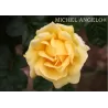 Rosa MICHELANGELO