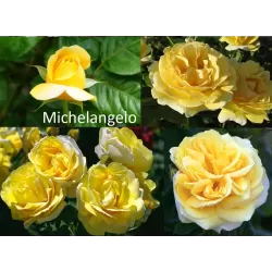 Rosa MICHELANGELO