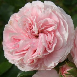 Rožė - Rosa LARISSA ®