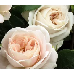 Rožė - Rosa LIONS ROSE® / CHAMPAGNE MOMENT ®