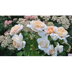 Rožė - Rosa LIONS ROSE® / CHAMPAGNE MOMENT ®