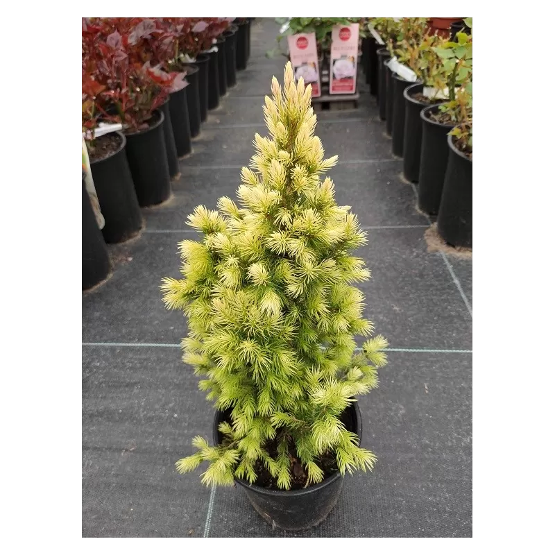 Baltoji eglė - Picea glauca DAISYS WHITE