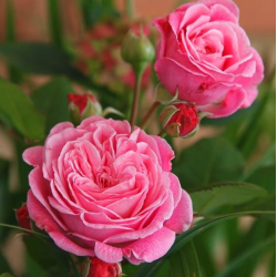 Rožė - Rosa ROSENGRAVIN M. HENRIETTE PARFUMA®