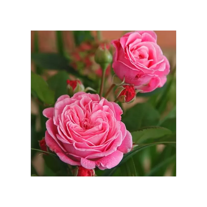 Rosa ROSENGRAVIN MARIE HENRIETTE®