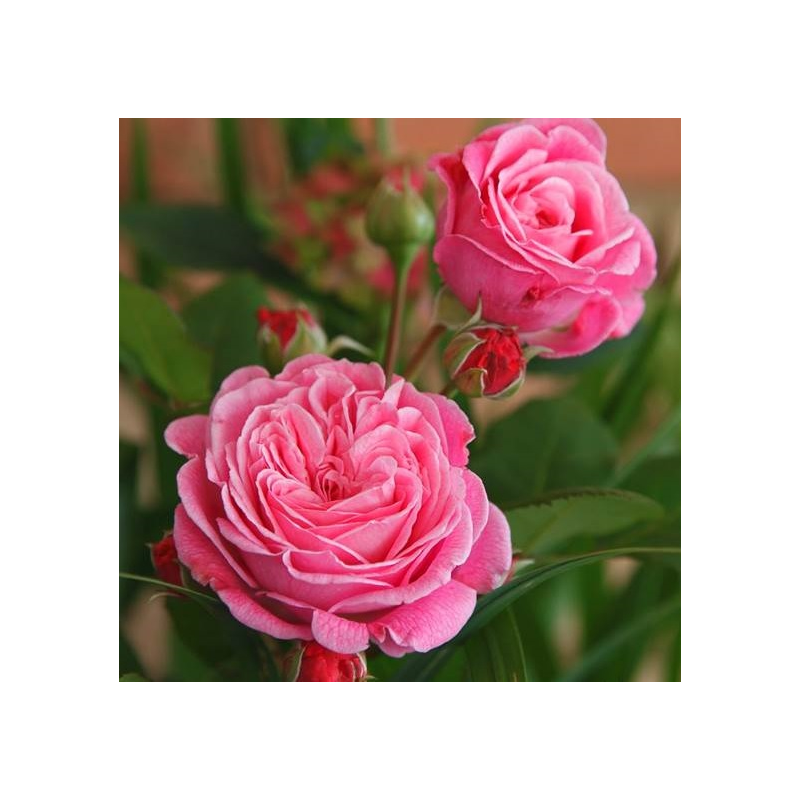 Rožė - Rosa ROSENGRAVIN MARIE HENRIETTE ®