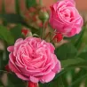 Rosa ROSENGRAVIN MARIE HENRIETTE®