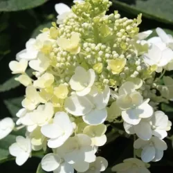 Šluotelinė hortenzija - Hydrangea paniculata BABY LACE
