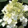 Šluotelinė hortenzija - Hydrangea paniculata BABY LACE
