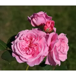 Rosa ROSENGRAVIN MARIE HENRIETTE®