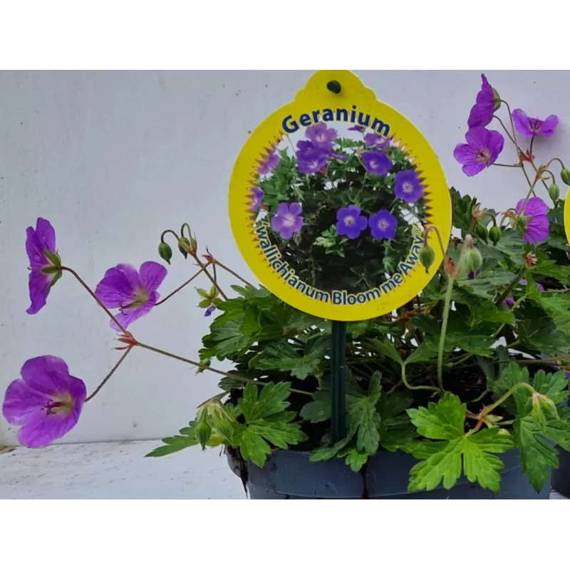 Snaputis - Geranium BLOOM ME AWAY