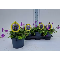 Snaputis - Geranium BLOOM ME AWAY