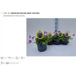 Snaputis - Geranium BLOOM ME AWAY