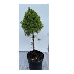 copy of Baltoji (kanadinė) eglė - Picea glauca PERFECTA P15C1,5 STEM20-30CM 40-50CM gyva foto 2021-08-19