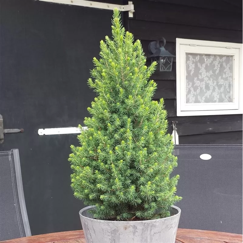 Baltoji (kanadinė) eglė PERFECTA - Picea glauca PERFECTA 10Ø 35cm