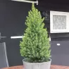Baltoji eglė - Picea glauca PERFECTA