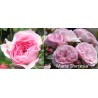 Rožė - Rosa MARIA THERESIA® / CORAL FIESTA ®