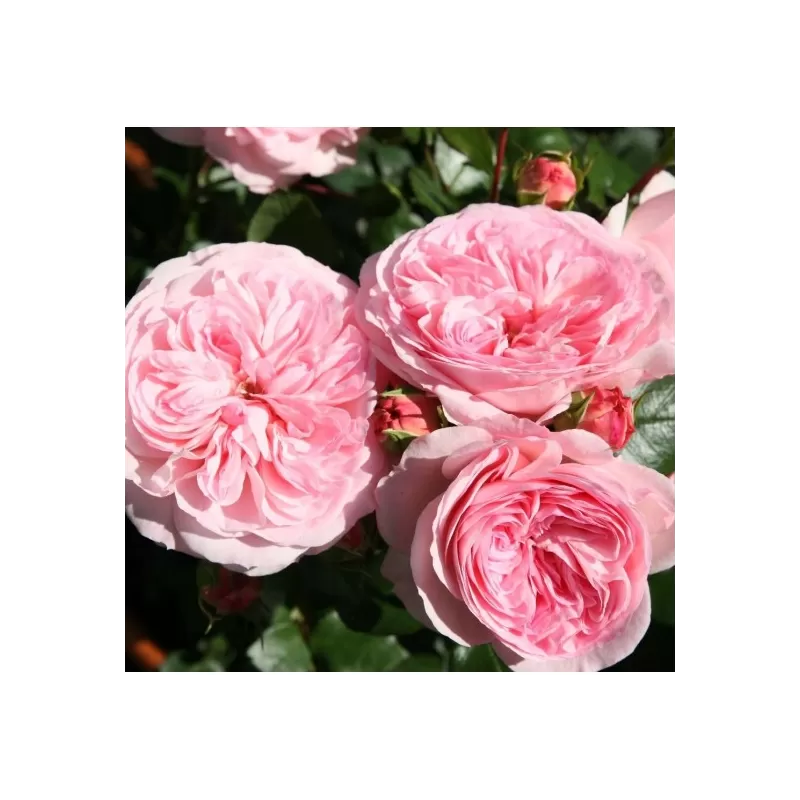 Rosa MARIA THERESIA® / CORAL FIESTA ®
