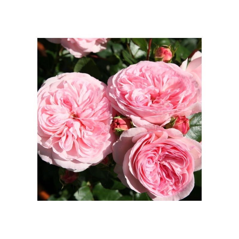 Rožė - Rosa MARIA THERESIA® / CORAL FIESTA ®