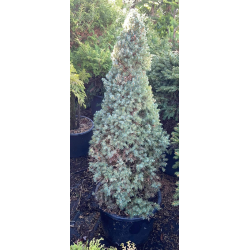 copy of Baltoji (kanadinė) eglė - Picea glauca Sanders Blue P45C25 100CM gyva foto 2021-10-21
