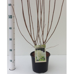 Šluotelinė hortenzija - Hydrangea paniculata ANGELS BLUSH