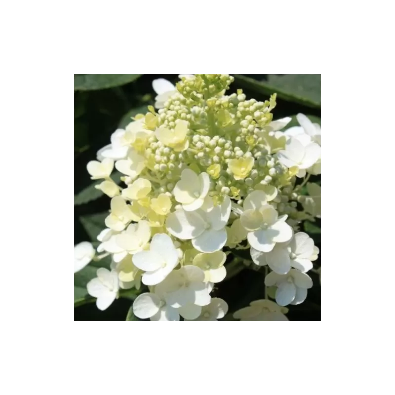 Hydrangea paniculata ANGELS BLUSH