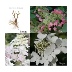 Šluotelinė hortenzija - Hydrangea paniculata ANGELS BLUSH