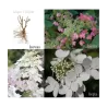 Hydrangea paniculata ANGELS BLUSH