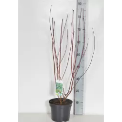 Garden plants/Trees/Flowers/ web-shop