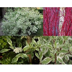 Sedula ELEGANTISSIMA