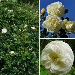 Rosa ARTEMIS